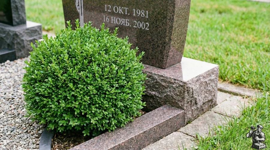 kust-samshita-u-nadgrobiya